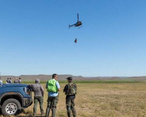 'An experimental approach': Fish and Game moves 34 elk from Big Willow Creek to the Panhandle