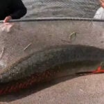 Jurassic Living Jewels: The chance to catch an arapaima in Florida