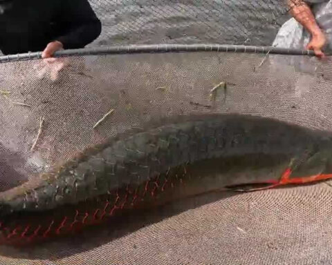 Jurassic Living Jewels: The chance to catch an arapaima in Florida