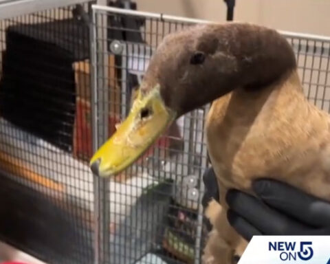 Duck recovering after arrow found through its bill