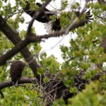 Bald eagle hatchlings spotted in a Chicago park may be the city's first for more than a century