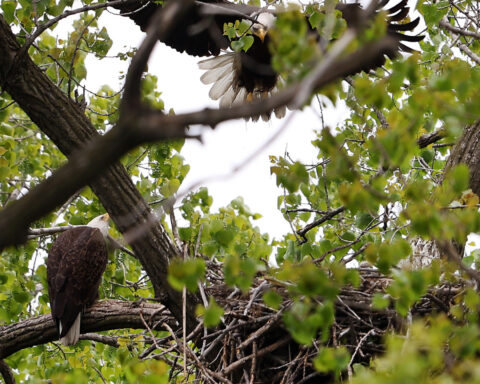 Bald eagle hatchlings spotted in a Chicago park may be the city's first for more than a century