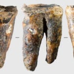 59,000-year-old Neanderthal tooth shows earliest evidence of dentistry