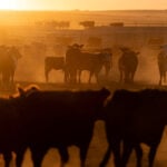 China renews licences for hundreds of US beef exporters amid Trump-Xi summit