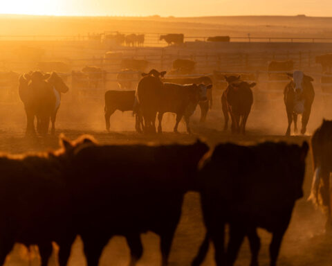 China renews, then halts licenses for hundreds of US beef exporters amid Trump-Xi summit