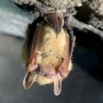 How much is a bat worth? Protecting these tiny insect-eaters isn’t just good for farms – their deaths cost taxpayers and the wider economy