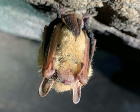 How much is a bat worth? Protecting these tiny insect-eaters isn’t just good for farms – their deaths cost taxpayers and the wider economy