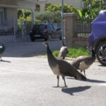 Horde of amorous peacocks ruffles feathers in Italian seaside town