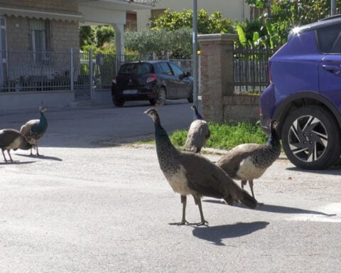 Horde of amorous peacocks ruffles feathers in Italian seaside town
