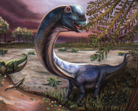 Scientists dig up Southeast Asia's largest dinosaur in Thailand