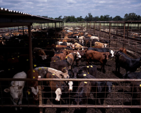 China renews, then halts licenses for hundreds of US beef exporters amid Trump-Xi summit