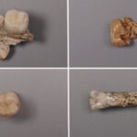 Scientists identify ‘ghost’ of a long-extinct relative in humans today