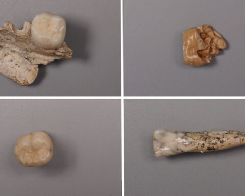 What proteins in prehistoric teeth reveal about Stone Age sex between early human species