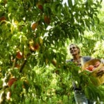 A fungal disease, along with climate change, threatens Colorado’s prized peaches