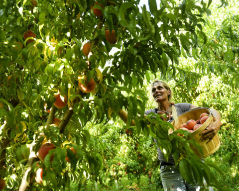 A fungal disease, along with climate change, threatens Colorado’s prized peaches