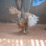 Owl found stuck in a concrete mixer is on the mend and flying free