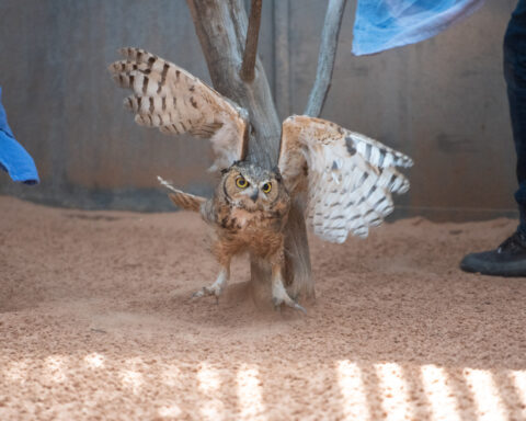 Owl found stuck in a concrete mixer is on the mend and flying free