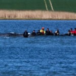 Humpback whale released after spectacular rescue effort found dead off Denmark