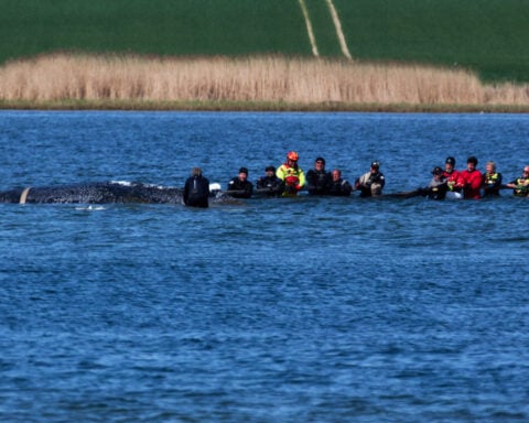 Humpback whale released after spectacular rescue effort found dead off Denmark