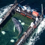 Timmy, the stranded humpback whale, found dead off Danish coast