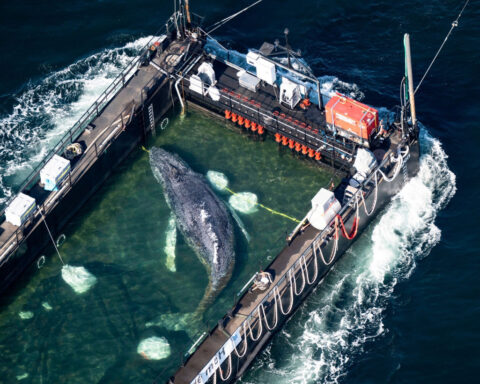Timmy, the stranded humpback whale, found dead off Danish coast