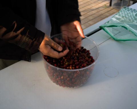 Can coffee thrive in the shadow of the city?