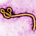 What we know about the latest Ebola outbreak after WHO declares global health emergency