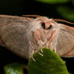 A newly rediscovered moth species in Florida may already be at risk