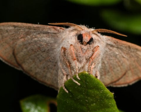 A newly rediscovered moth species in Florida may already be at risk