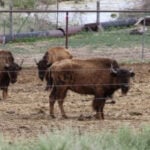 Authorities seize bison herd, cite owner for animal neglect