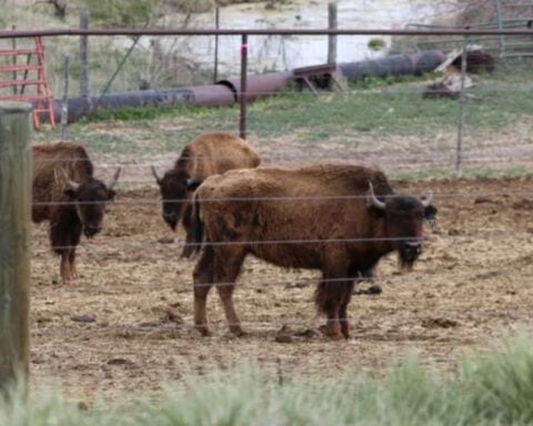 Authorities seize bison herd, cite owner for animal neglect