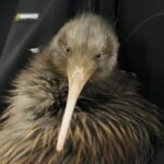 The Flying Kiwis: No longer flightless, spreading football fandom at the World Cup