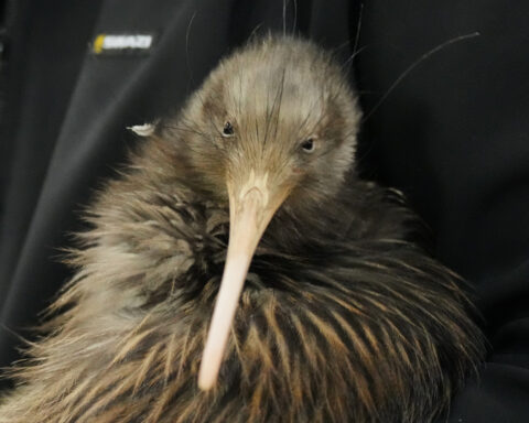 The Flying Kiwis: No longer flightless, spreading football fandom at the World Cup