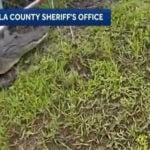 Bodycam video shows Osceola deputies wrangle alligator
