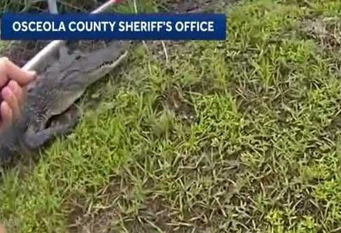 Bodycam video shows Osceola deputies wrangle alligator