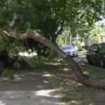 Northern California winds topple trees, spread outages and raise wildfire concerns