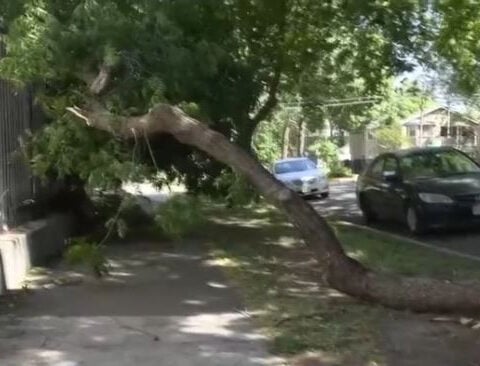 Northern California winds topple trees, spread outages and raise wildfire concerns
