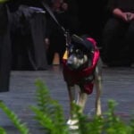 Dog saved by Iowa State vet students and doctors surprises everyone at commencement