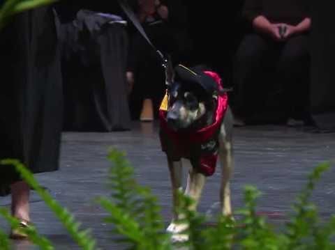 Dog saved by Iowa State vet students and doctors surprises everyone at commencement