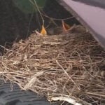 Dealership can’t move sold truck after robin builds nest on tire