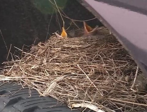 Dealership can’t move sold truck after robin builds nest on tire