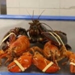 Seabrook Market Basket employee finds two rare orange lobsters