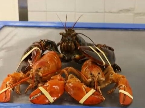 Seabrook Market Basket employee finds two rare orange lobsters