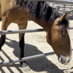 Students train wild mustangs adopted from the Bureau of Land Management
