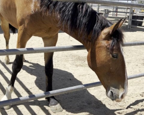 Students train wild mustangs adopted from the Bureau of Land Management