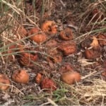 Farmers across Utah County feel the impact after freeze, crop losses