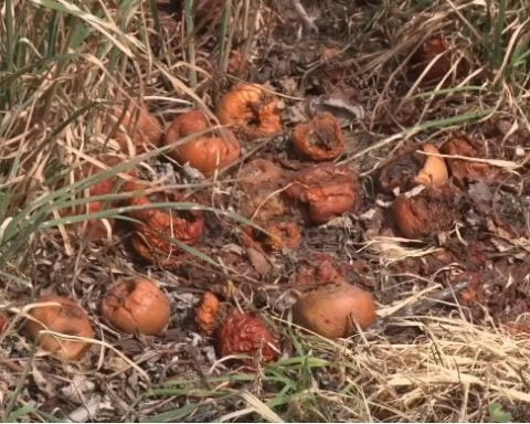 Farmers across Utah County feel the impact after freeze, crop losses
