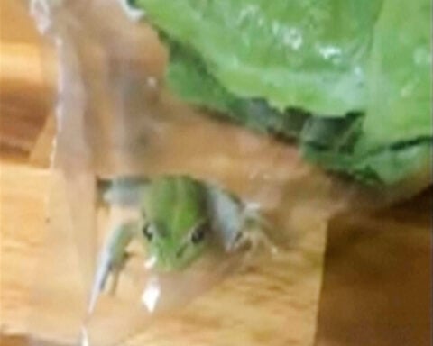 Lettuce introduce you to the live frog found in this grocery store salad bag