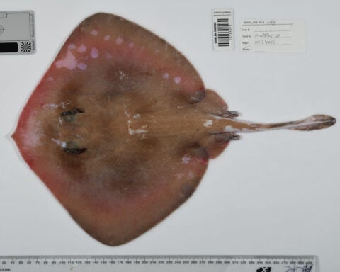 From ‘ghost sharks’ to ‘death ball’ sponges: Scientists find more than 1,100 wild and unusual ocean species