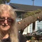 Homeowner shares fears after tree crashes onto property during high winds